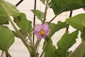 IMG_6507 IMG_6507