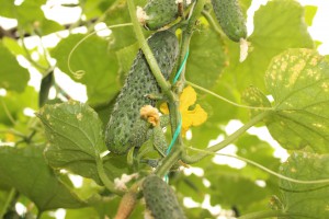 IMG_6545 IMG_6545