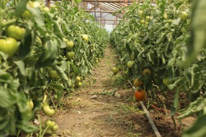 IMG_6729 IMG_6729