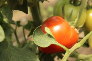 IMG_6733 IMG_6733